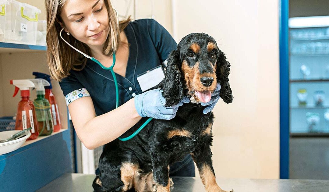 🐶 La prevenzione antiparassitaria nel cane: perché è fondamentale tutto l’anno