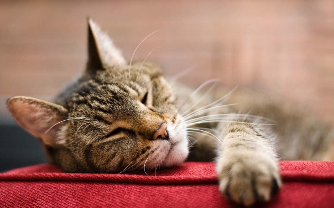 🐱Il gatto anziano: come riconoscere i segnali dell’invecchiamento