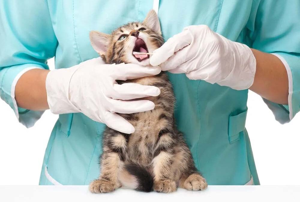 🦷 Igiene orale negli animali domestici: un aspetto spesso sottovalutato
