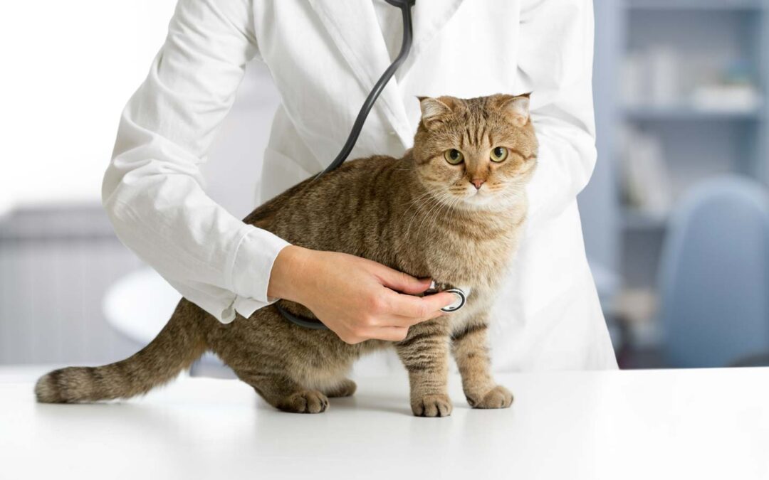 🏥 Quando portare il tuo animale dal veterinario: segnali da non ignorare